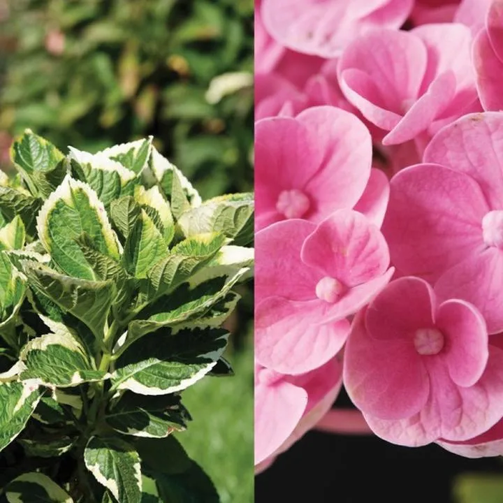 Odkryj magię Showtime: 5 najlepszych seriali, które musisz zobaczyć