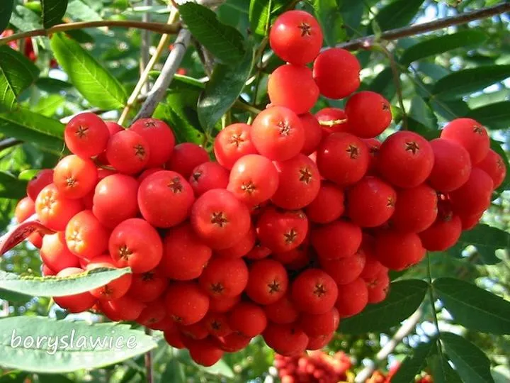 Symbolika jarzębiny i mity